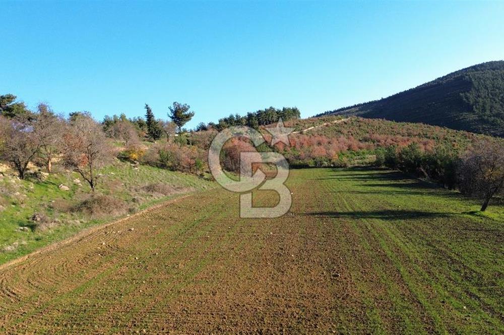 ÇANAKKALE LAPSEKİ BEYBAŞ KÖYÜ SATILIK 5203 M2 BAHÇE