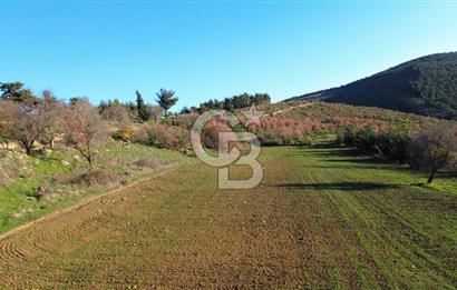 ÇANAKKALE LAPSEKİ BEYBAŞ KÖYÜ SATILIK 5203 M2 BAHÇE
