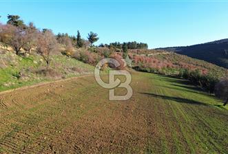 ÇANAKKALE LAPSEKİ BEYBAŞ KÖYÜ SATILIK 5203 M2 BAHÇE - 1 - 328589