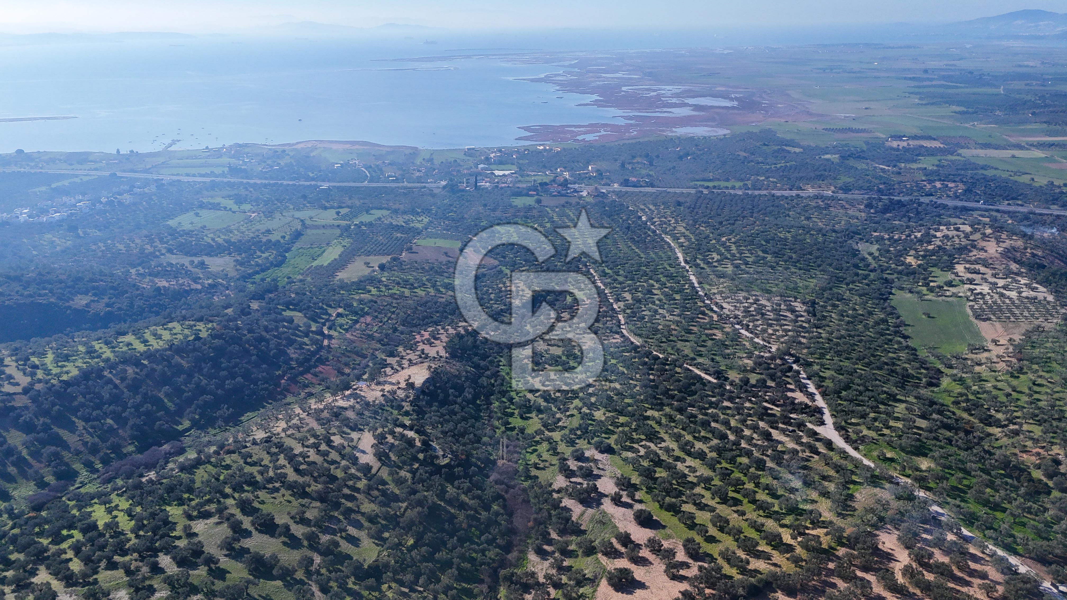 Zeytindağ'da Yeni Çandarlı Kuzey Ege Limanı Yakını Fırsat Satılık Zeytinlik