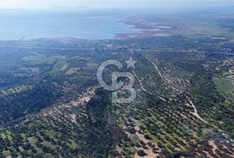 Zeytindağ'da Yeni Çandarlı Kuzey Ege Limanı Yakını Fırsat Satılık Zeytinlik - 1 - 328581