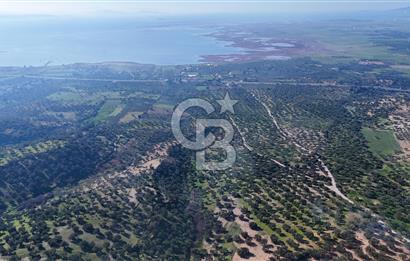 Zeytindağ'da Yeni Çandarlı Kuzey Ege Limanı Yakını Fırsat Satılık Zeytinlik