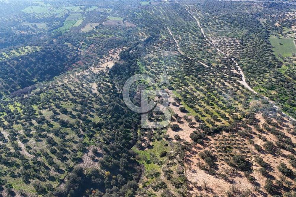 Zeytindağ'da Yeni Çandarlı Kuzey Ege Limanı Yakını Fırsat Satılık Zeytinlik