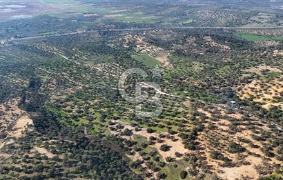 Zeytindağ'da Yeni Çandarlı Kuzey Ege Limanı Yakını Fırsat Satılık Zeytinlik