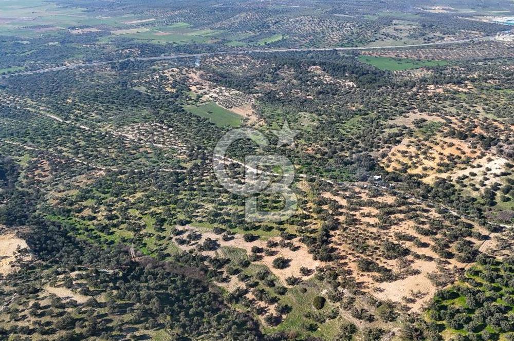 Zeytindağ'da Yeni Çandarlı Kuzey Ege Limanı Yakını Fırsat Satılık Zeytinlik