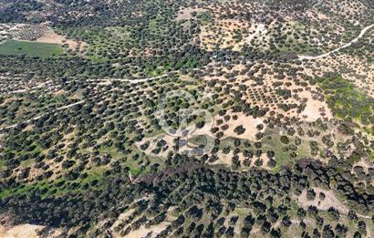 Zeytindağ'da Yeni Çandarlı Kuzey Ege Limanı Yakını Fırsat Satılık Zeytinlik