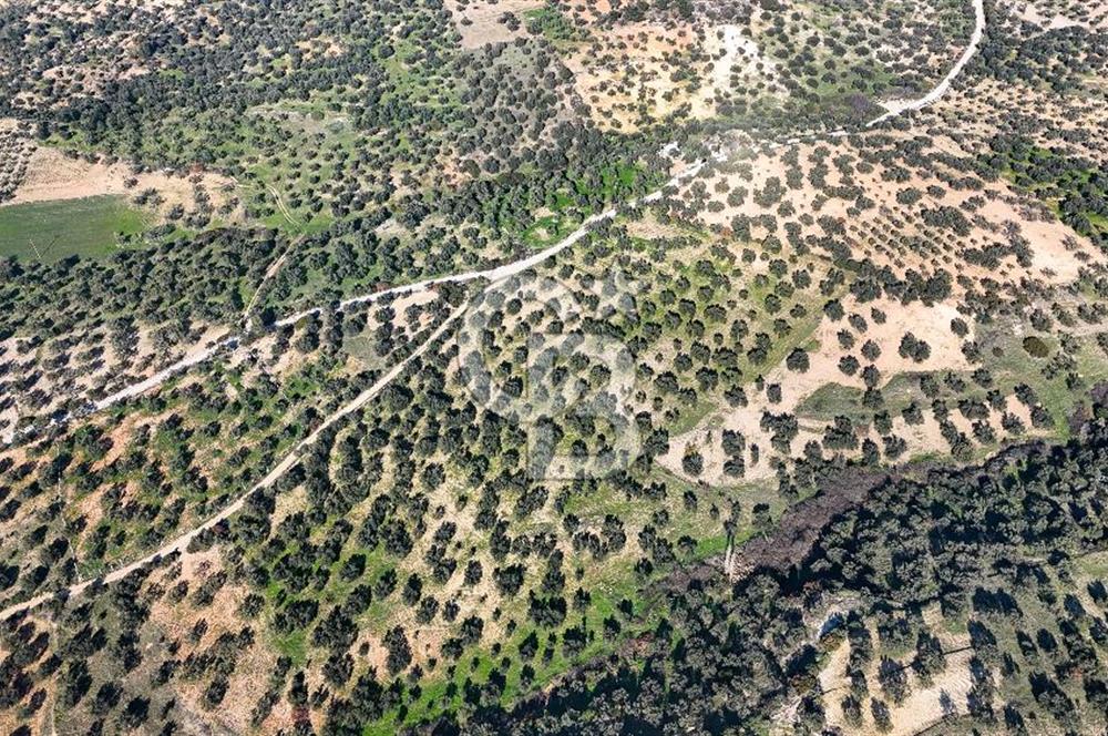 Zeytindağ'da Yeni Çandarlı Kuzey Ege Limanı Yakını Fırsat Satılık Zeytinlik
