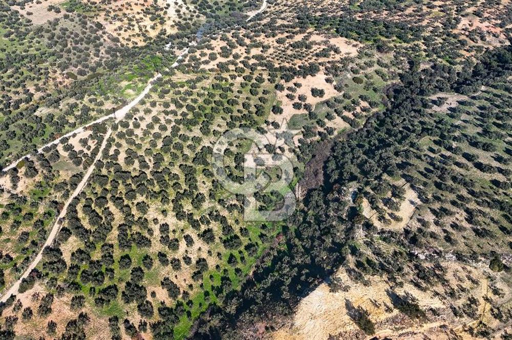 Zeytindağ'da Yeni Çandarlı Kuzey Ege Limanı Yakını Fırsat Satılık Zeytinlik