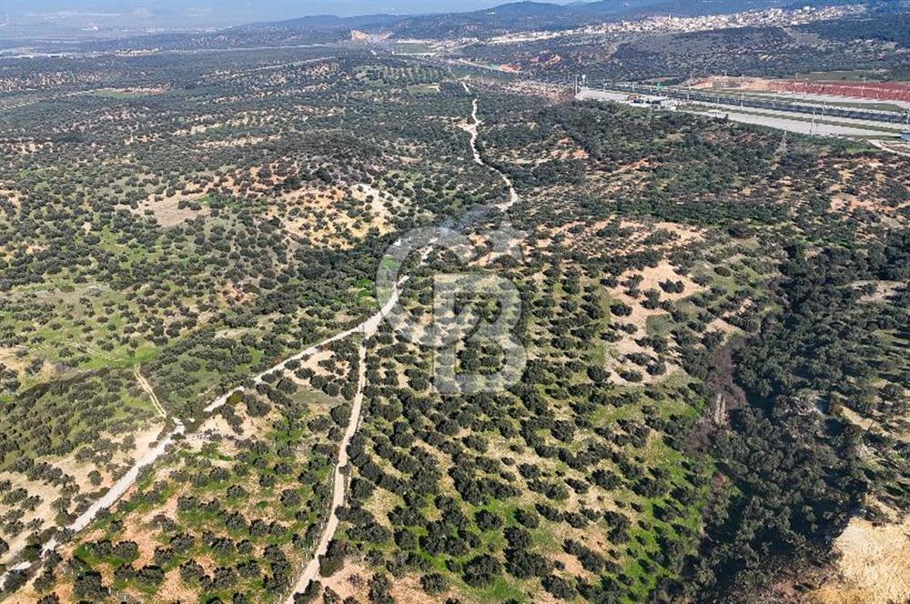 Zeytindağ'da Yeni Çandarlı Kuzey Ege Limanı Yakını Fırsat Satılık Zeytinlik