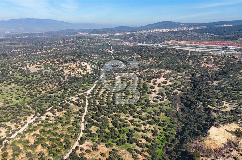 Zeytindağ'da Yeni Çandarlı Kuzey Ege Limanı Yakını Fırsat Satılık Zeytinlik