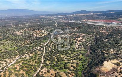 Zeytindağ'da Yeni Çandarlı Kuzey Ege Limanı Yakını Fırsat Satılık Zeytinlik