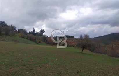 ÇANAKKALE LAPSEKİ BEYBAŞ KÖYÜ SATILIK 5203 M2 BAHÇE