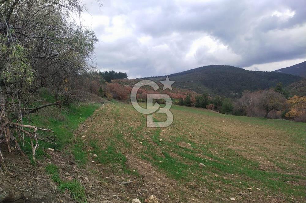 ÇANAKKALE LAPSEKİ BEYBAŞ KÖYÜ SATILIK 5203 M2 BAHÇE