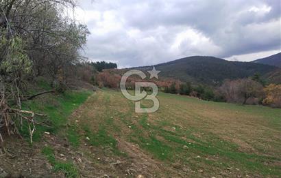 ÇANAKKALE LAPSEKİ BEYBAŞ KÖYÜ SATILIK 5203 M2 BAHÇE