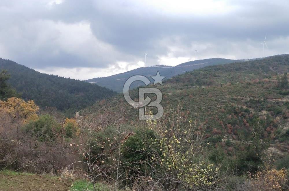 ÇANAKKALE LAPSEKİ BEYBAŞ KÖYÜ SATILIK 5203 M2 BAHÇE