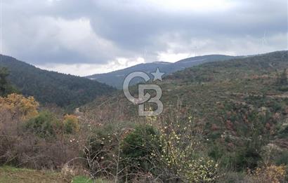 ÇANAKKALE LAPSEKİ BEYBAŞ KÖYÜ SATILIK 5203 M2 BAHÇE