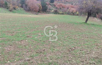 ÇANAKKALE LAPSEKİ BEYBAŞ KÖYÜ SATILIK 5203 M2 BAHÇE