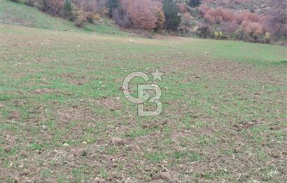 ÇANAKKALE LAPSEKİ BEYBAŞ KÖYÜ SATILIK 5203 M2 BAHÇE