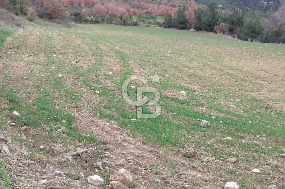 ÇANAKKALE LAPSEKİ BEYBAŞ KÖYÜ SATILIK 5203 M2 BAHÇE