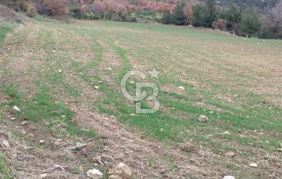 ÇANAKKALE LAPSEKİ BEYBAŞ KÖYÜ SATILIK 5203 M2 BAHÇE