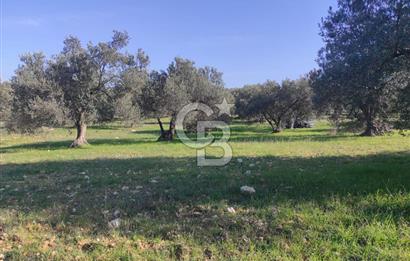 Zeytindağ'da Yeni Çandarlı Kuzey Ege Limanı Yakını Fırsat Satılık Zeytinlik