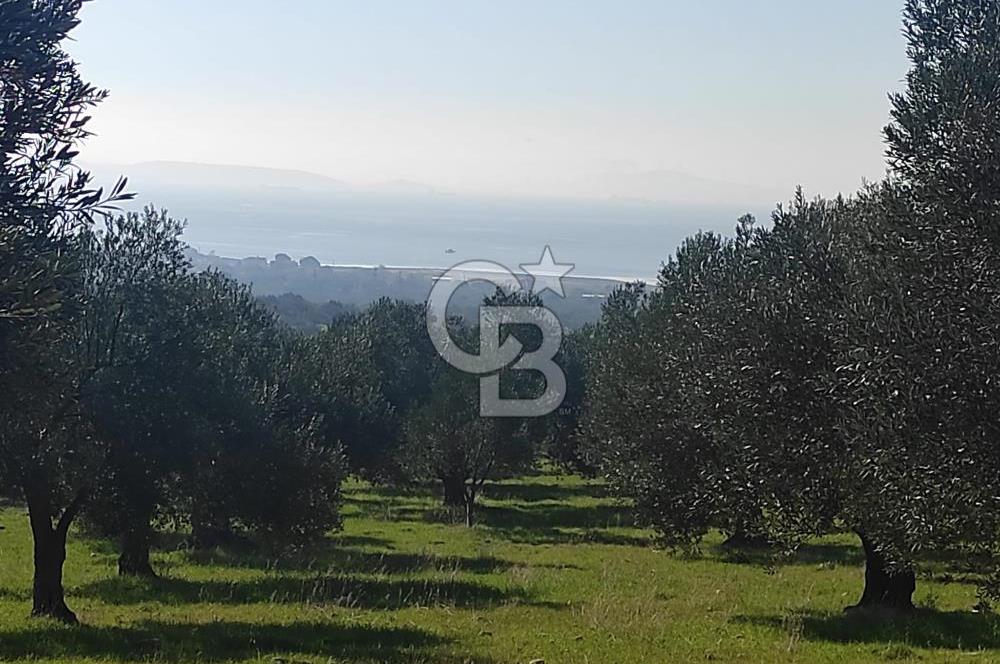 Zeytindağ'da Yeni Çandarlı Kuzey Ege Limanı Yakını Fırsat Satılık Zeytinlik