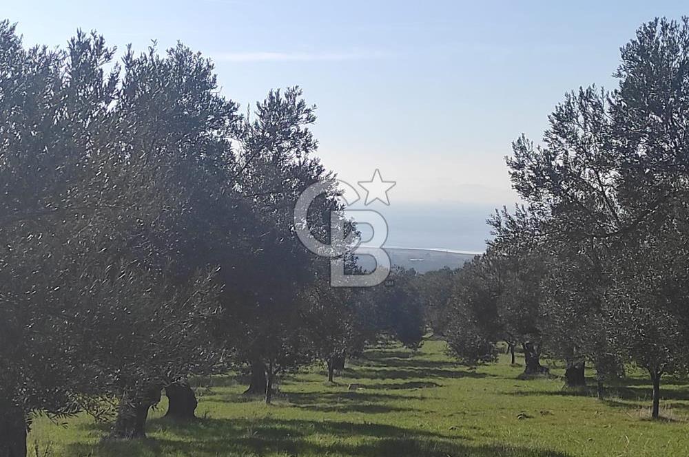 Zeytindağ'da Yeni Çandarlı Kuzey Ege Limanı Yakını Fırsat Satılık Zeytinlik
