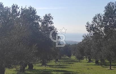 Zeytindağ'da Yeni Çandarlı Kuzey Ege Limanı Yakını Fırsat Satılık Zeytinlik