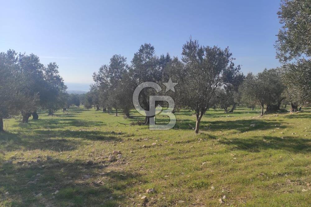 Zeytindağ'da Yeni Çandarlı Kuzey Ege Limanı Yakını Fırsat Satılık Zeytinlik