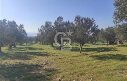 Zeytindağ'da Yeni Çandarlı Kuzey Ege Limanı Yakını Fırsat Satılık Zeytinlik