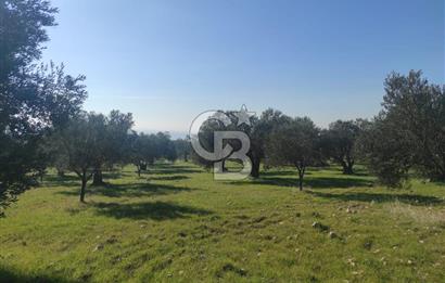 Zeytindağ'da Yeni Çandarlı Kuzey Ege Limanı Yakını Fırsat Satılık Zeytinlik