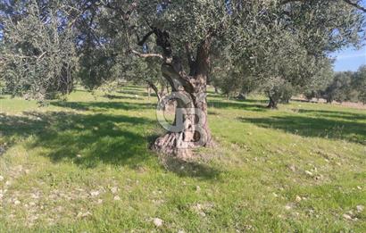 Zeytindağ'da Yeni Çandarlı Kuzey Ege Limanı Yakını Fırsat Satılık Zeytinlik