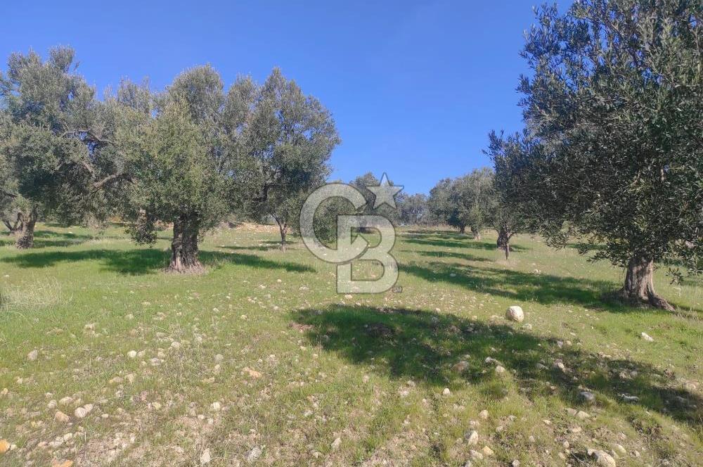 Zeytindağ'da Yeni Çandarlı Kuzey Ege Limanı Yakını Fırsat Satılık Zeytinlik