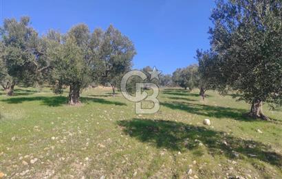 Zeytindağ'da Yeni Çandarlı Kuzey Ege Limanı Yakını Fırsat Satılık Zeytinlik