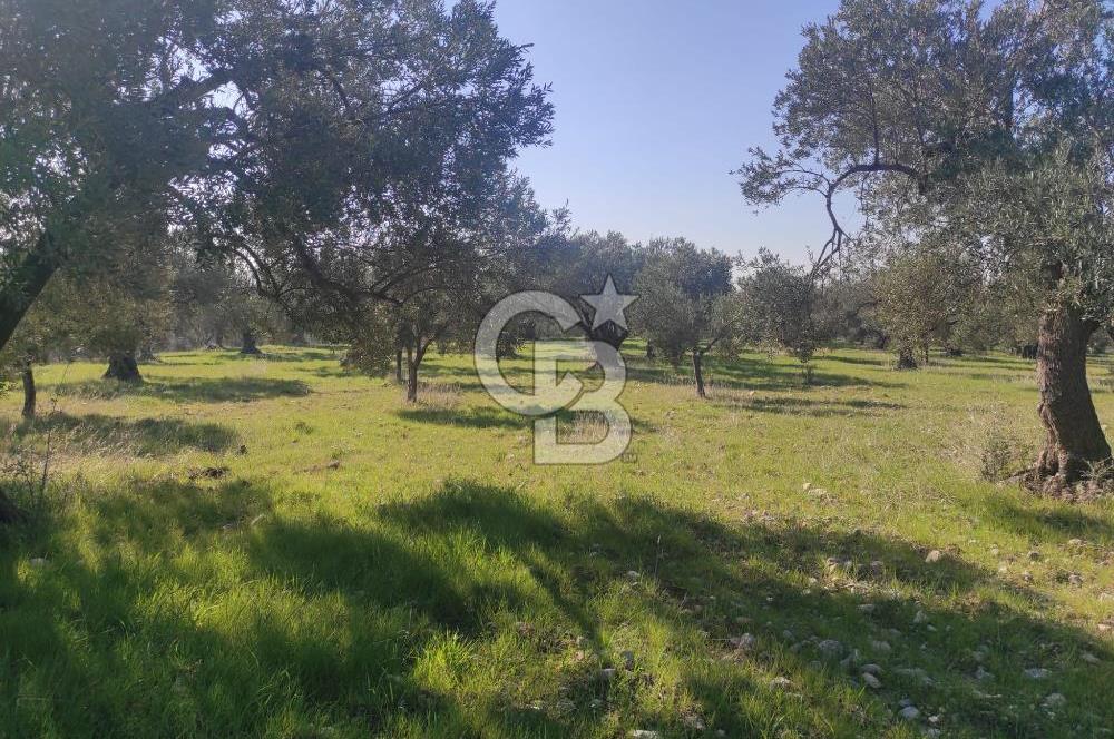 Zeytindağ'da Yeni Çandarlı Kuzey Ege Limanı Yakını Fırsat Satılık Zeytinlik