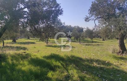 Zeytindağ'da Yeni Çandarlı Kuzey Ege Limanı Yakını Fırsat Satılık Zeytinlik