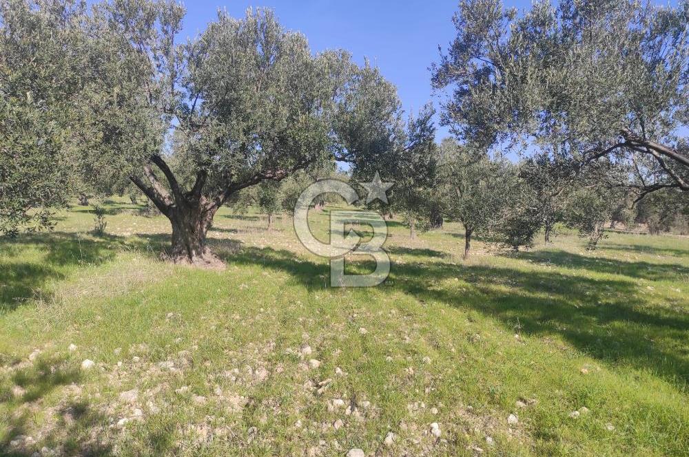 Zeytindağ'da Yeni Çandarlı Kuzey Ege Limanı Yakını Fırsat Satılık Zeytinlik