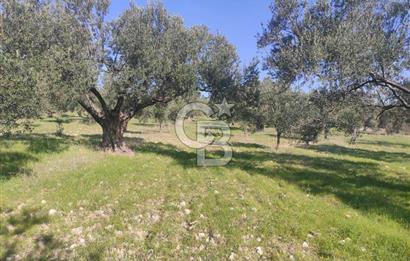 Zeytindağ'da Yeni Çandarlı Kuzey Ege Limanı Yakını Fırsat Satılık Zeytinlik