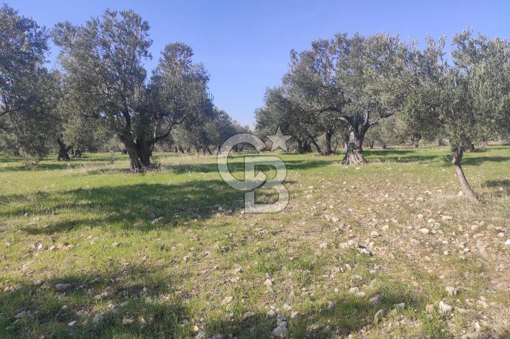 Zeytindağ'da Yeni Çandarlı Kuzey Ege Limanı Yakını Fırsat Satılık Zeytinlik