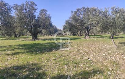 Zeytindağ'da Yeni Çandarlı Kuzey Ege Limanı Yakını Fırsat Satılık Zeytinlik