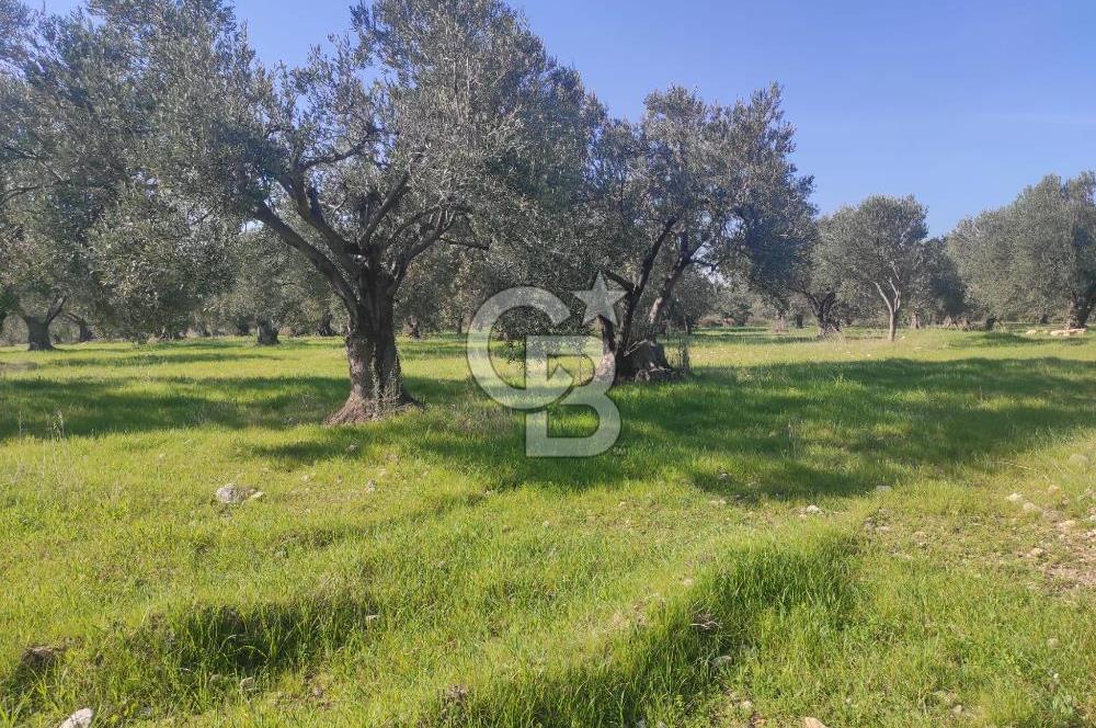 Zeytindağ'da Yeni Çandarlı Kuzey Ege Limanı Yakını Fırsat Satılık Zeytinlik