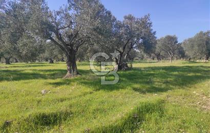 Zeytindağ'da Yeni Çandarlı Kuzey Ege Limanı Yakını Fırsat Satılık Zeytinlik