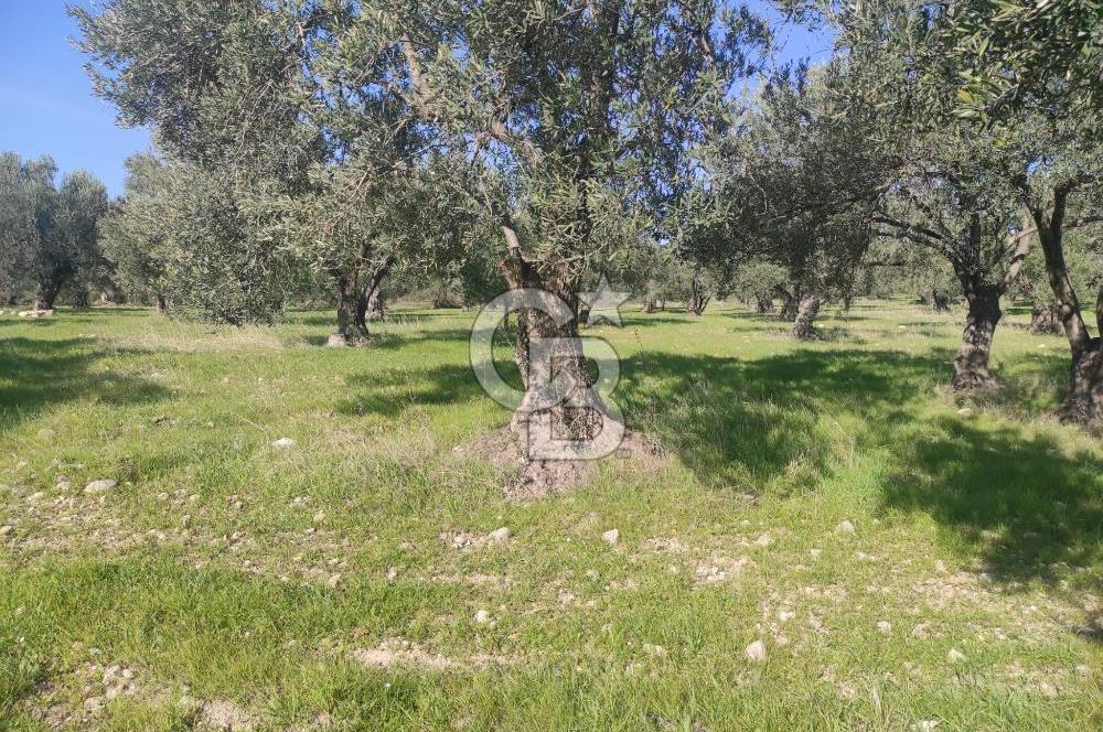 Zeytindağ'da Yeni Çandarlı Kuzey Ege Limanı Yakını Fırsat Satılık Zeytinlik