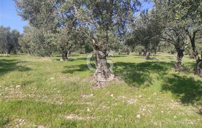 Zeytindağ'da Yeni Çandarlı Kuzey Ege Limanı Yakını Fırsat Satılık Zeytinlik