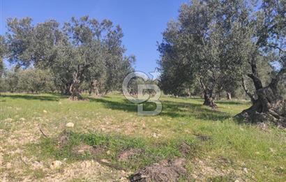 Zeytindağ'da Yeni Çandarlı Kuzey Ege Limanı Yakını Fırsat Satılık Zeytinlik