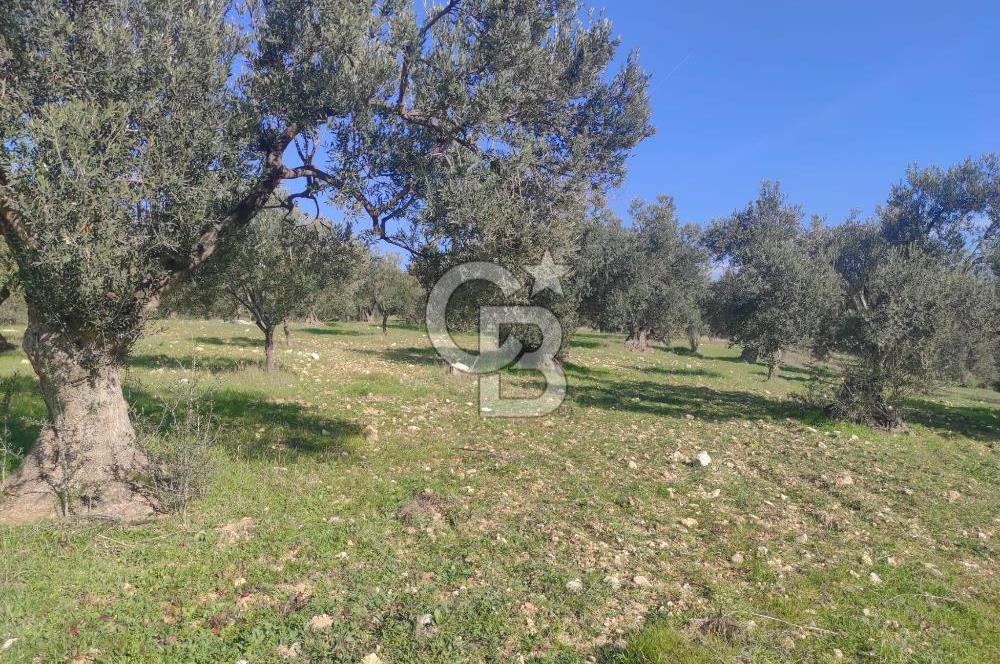 Zeytindağ'da Yeni Çandarlı Kuzey Ege Limanı Yakını Fırsat Satılık Zeytinlik