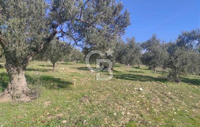 Zeytindağ'da Yeni Çandarlı Kuzey Ege Limanı Yakını Fırsat Satılık Zeytinlik