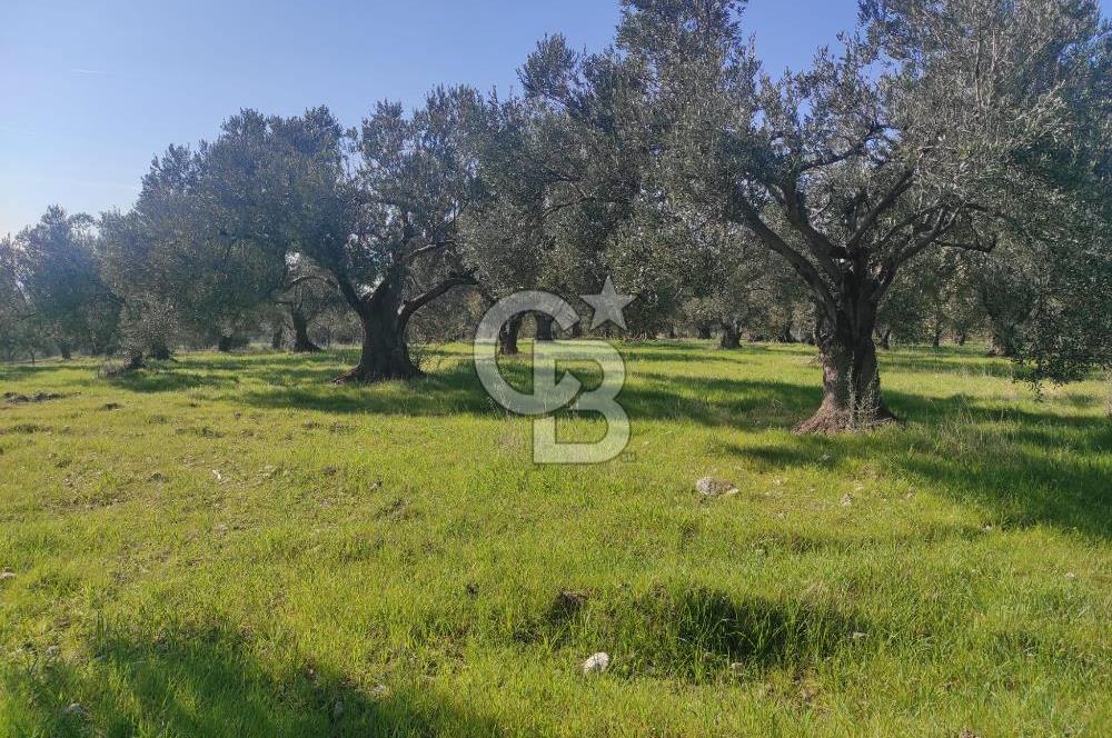 Zeytindağ'da Yeni Çandarlı Kuzey Ege Limanı Yakını Fırsat Satılık Zeytinlik