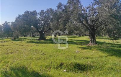 Zeytindağ'da Yeni Çandarlı Kuzey Ege Limanı Yakını Fırsat Satılık Zeytinlik