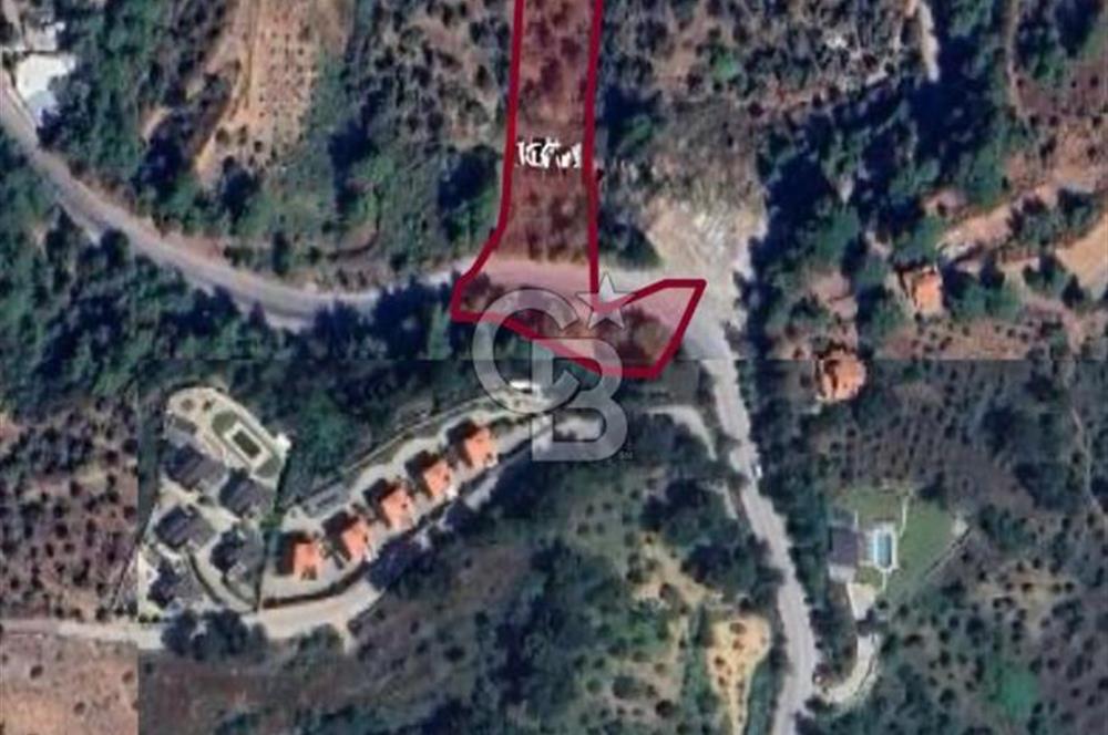 Kemalpaşa Yukarı Kızılcada Satılık Zeytinlik